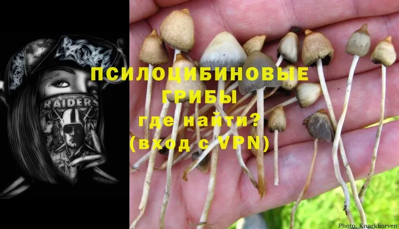 цены наркотик  Каменск-Уральский  Галлюциногенные грибы Psilocybine cubensis 